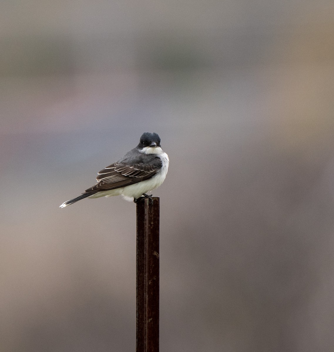 Eastern Kingbird - Marilyn White