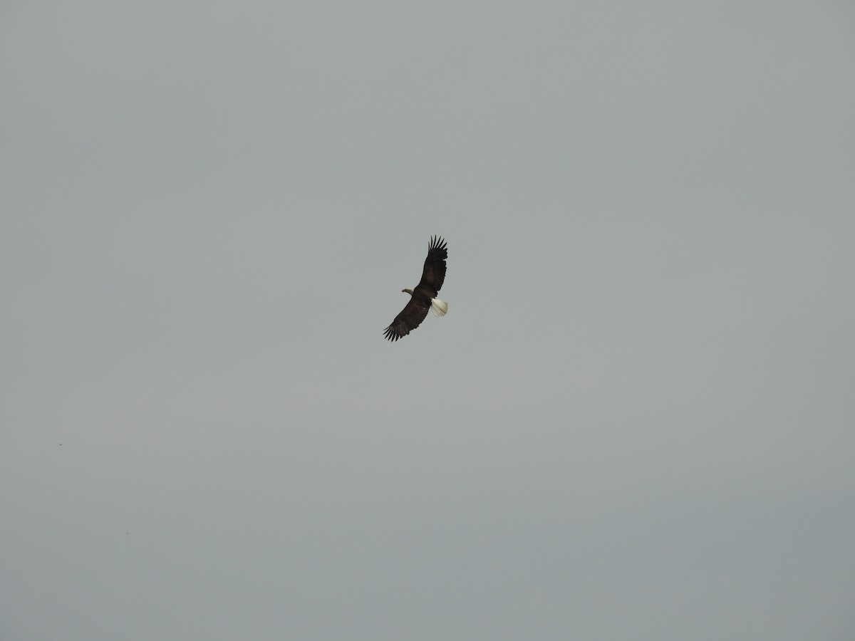 Bald Eagle - Kevin Slattery