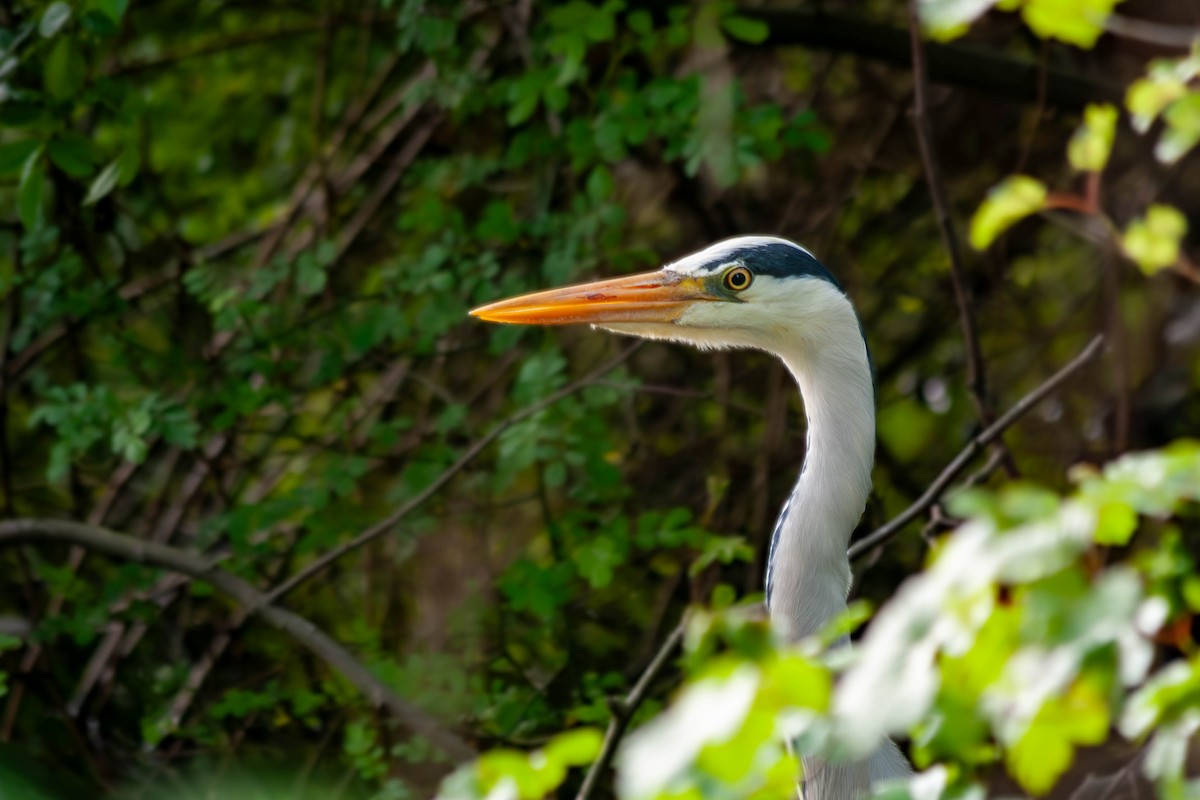 Gray Heron - Alexander Zaytsev