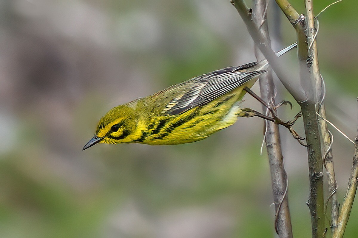 Prairie Warbler - Nadine Bluemel