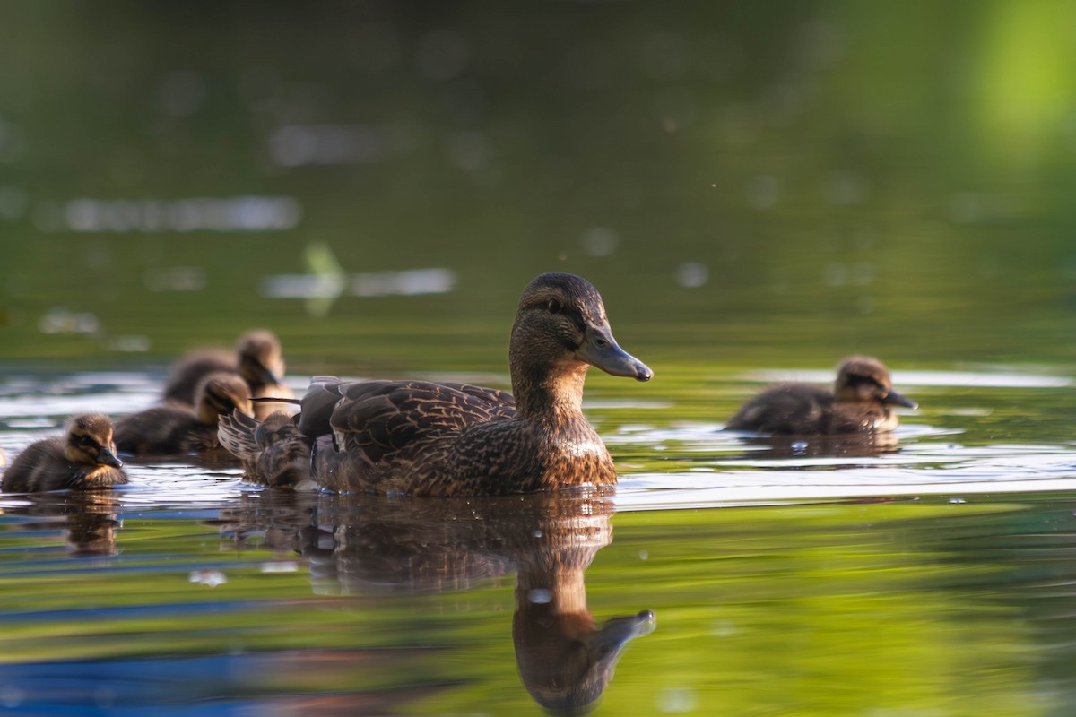 Canard colvert - ML618171127