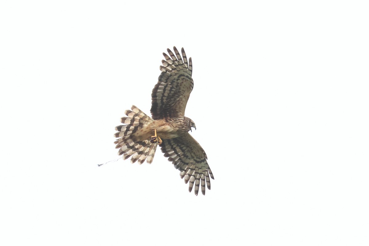 Northern Harrier - ML618171145