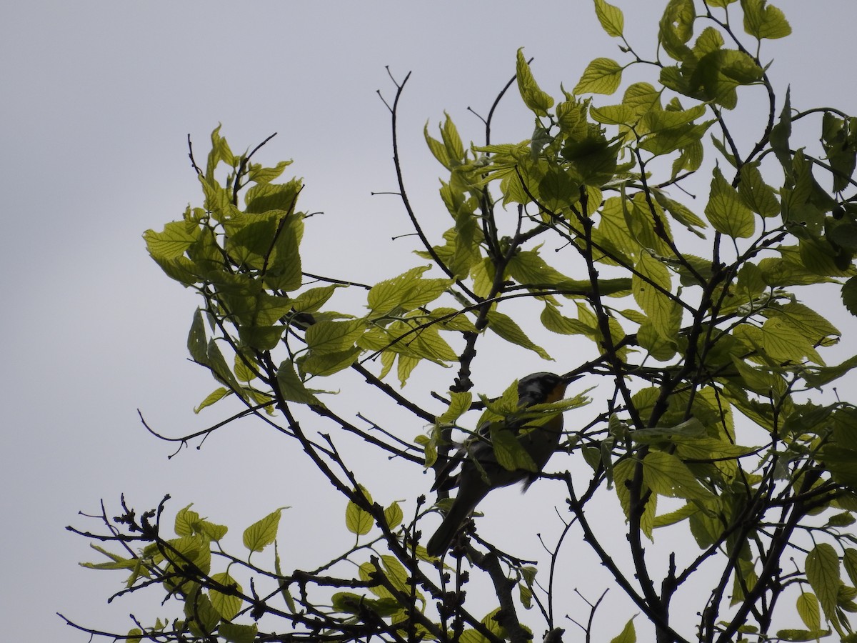 Yellow-throated Warbler - Kevin Slattery