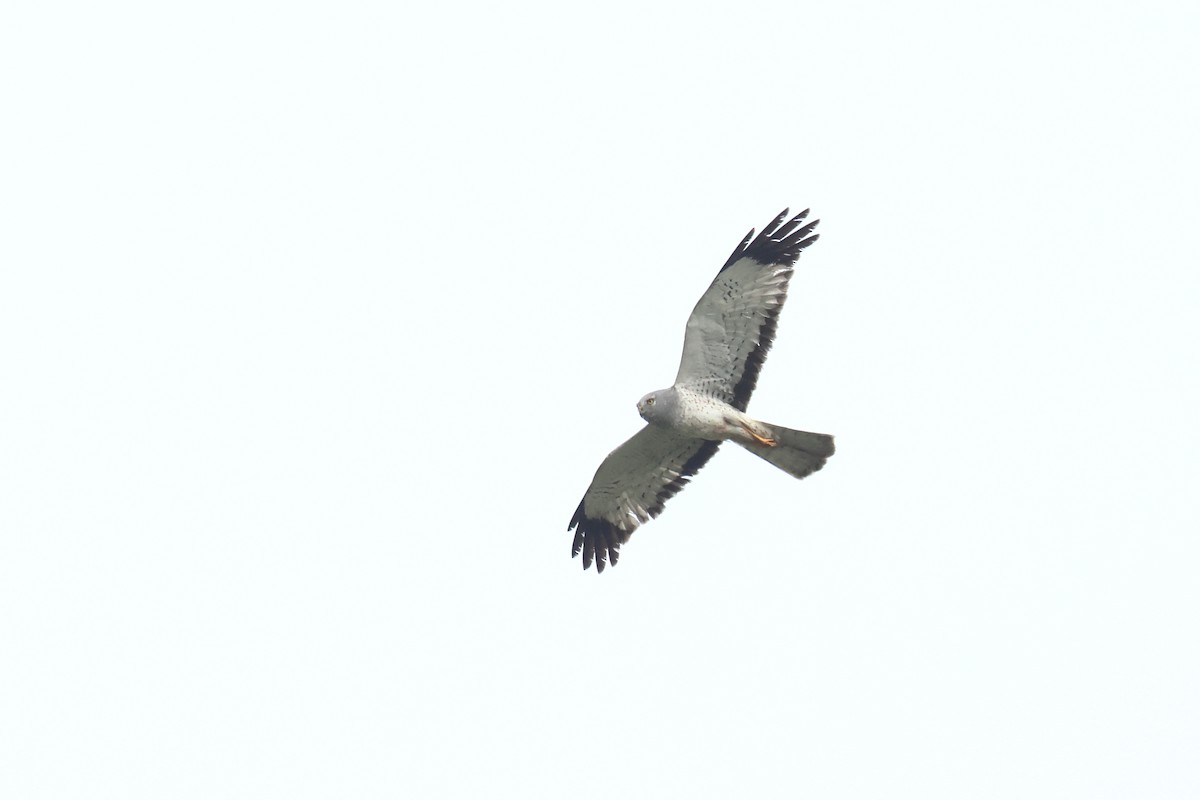 Northern Harrier - ML618171152