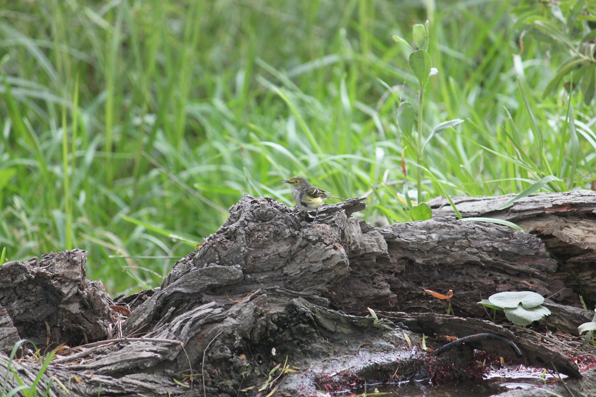 White-eyed Vireo - ML618171173