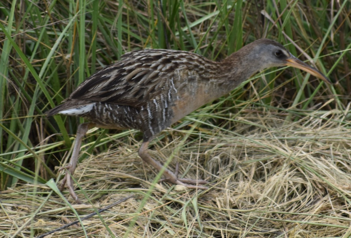 Clapper Rail - Fred  Lyons