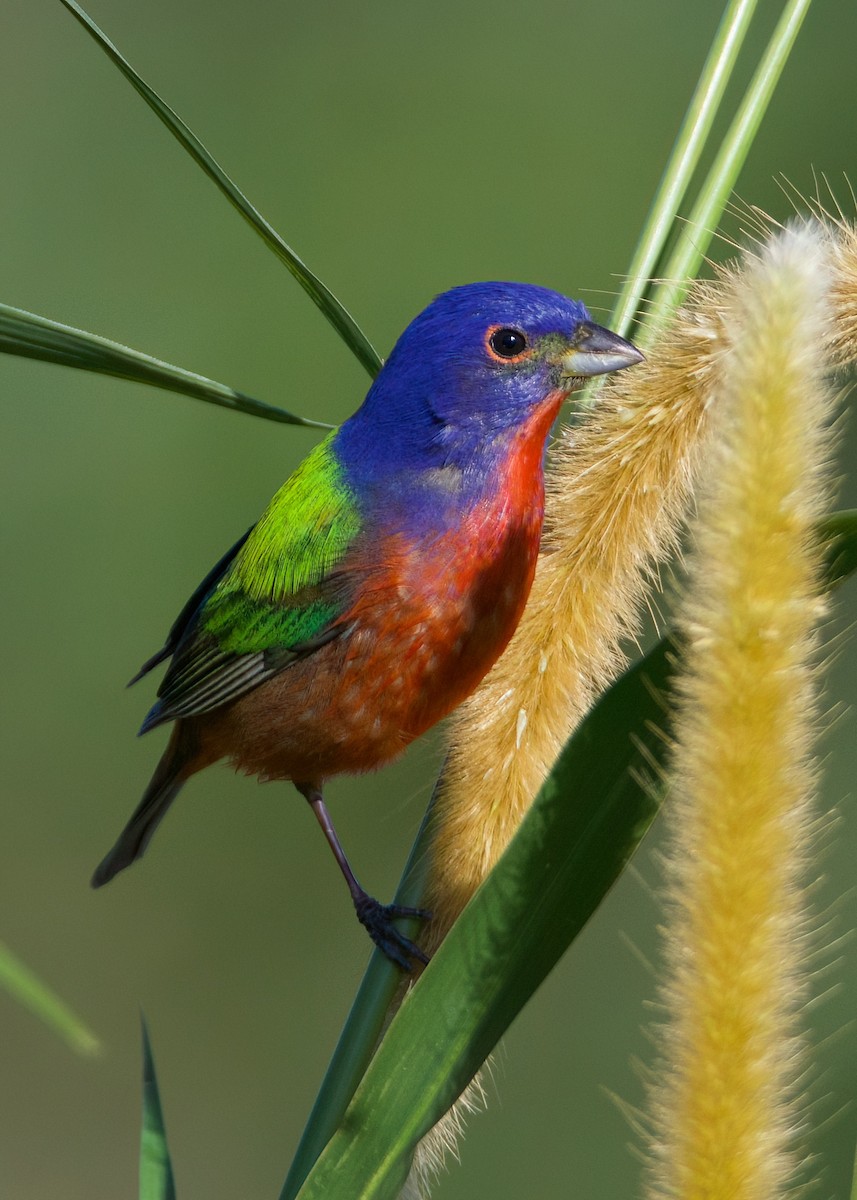 Painted Bunting - Anita  Spencer