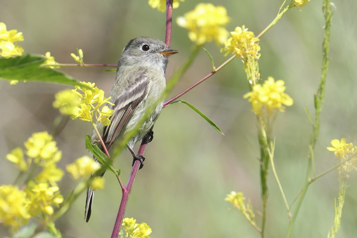 Hammond's Flycatcher - Tom Fangrow