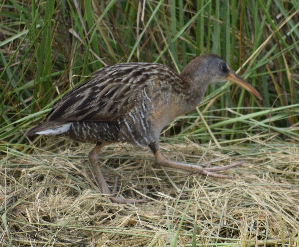 Clapper Rail - ML618171202
