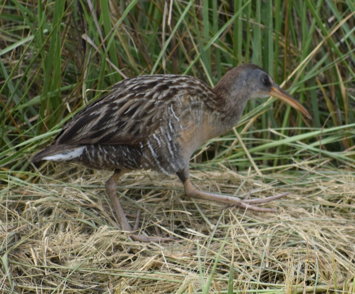 Clapper Rail - Fred  Lyons