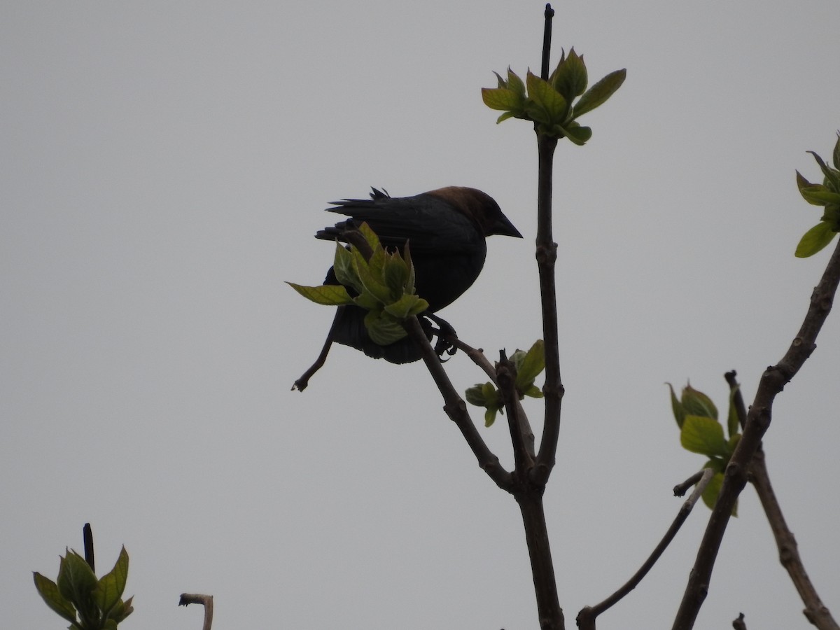 Brown-headed Cowbird - Kevin Slattery