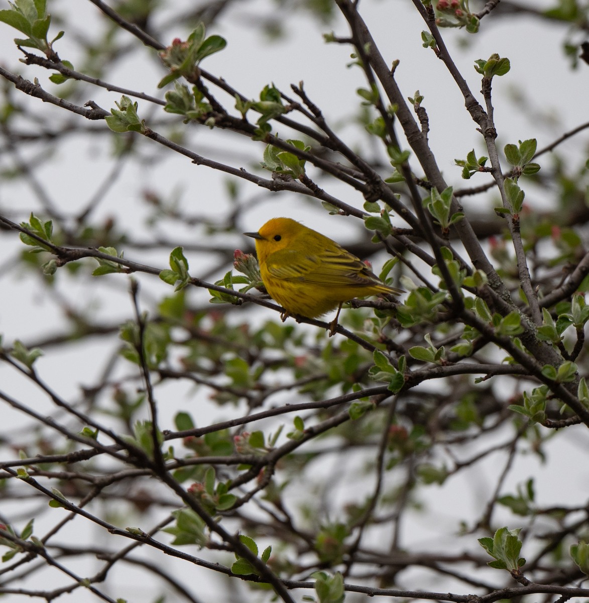 Yellow Warbler - Marilyn White