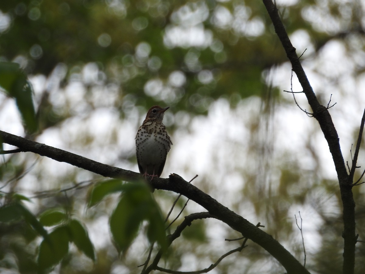 Wood Thrush - Kevin Slattery