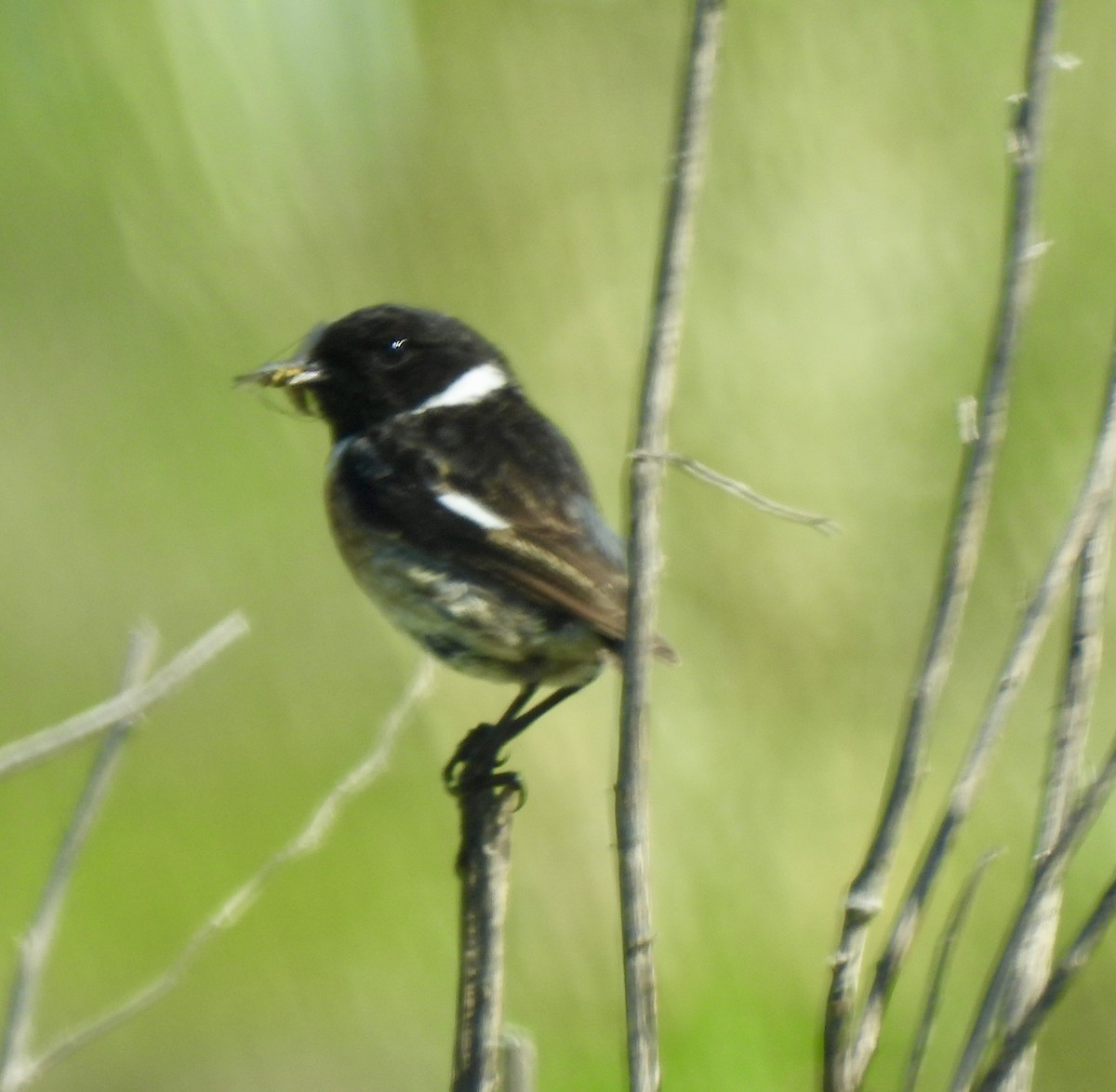 European Stonechat - Dana Cox