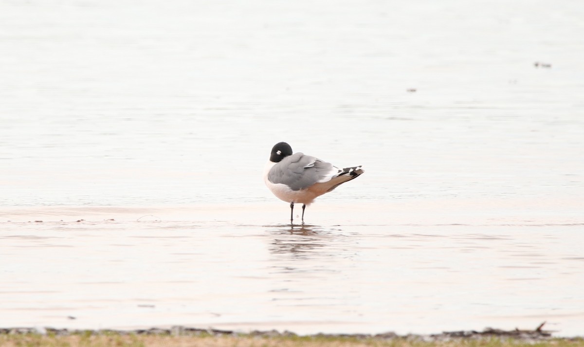 Franklin's Gull - Sperry Megerian