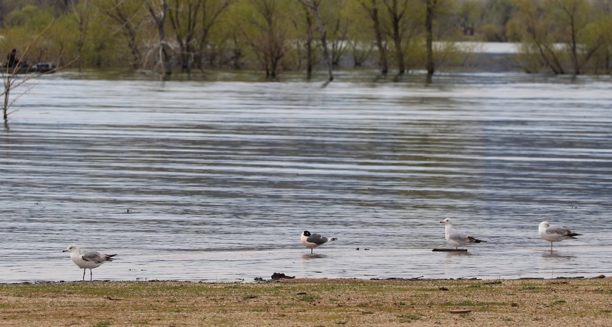 Franklin's Gull - Sperry Megerian