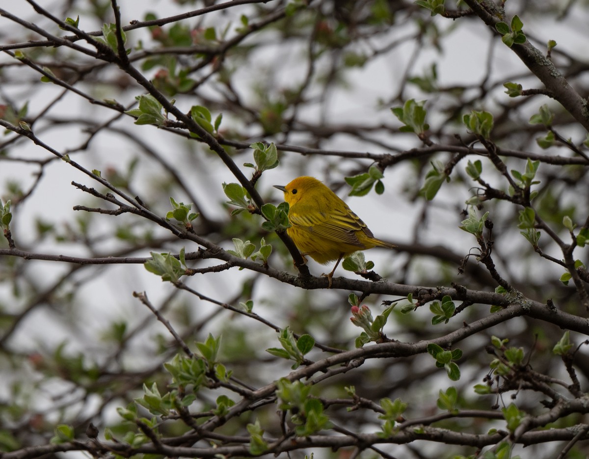 Yellow Warbler - Marilyn White