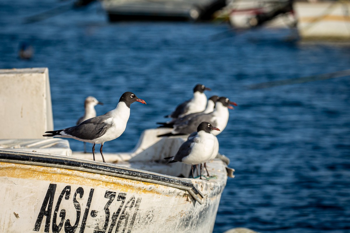 Gaviota Guanaguanare - ML618171231