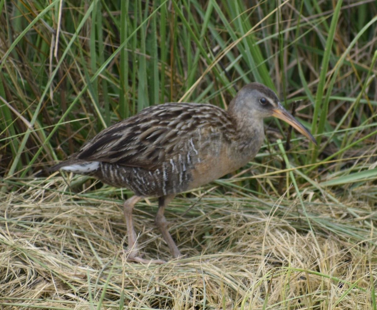 Clapper Rail - ML618171232