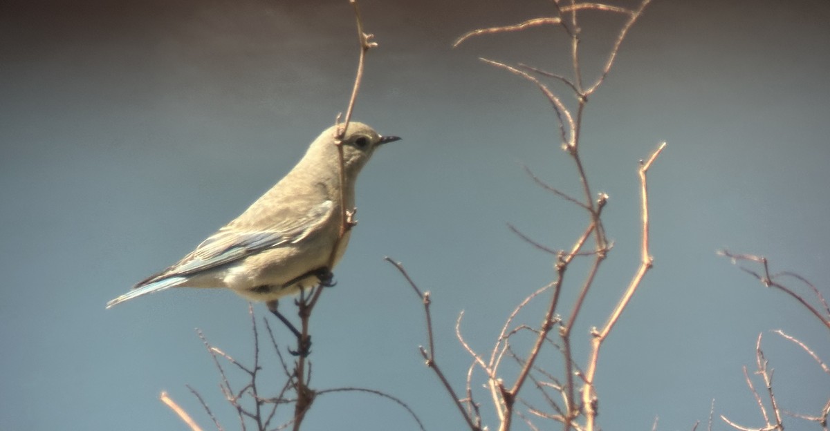 Mountain Bluebird - ML618171239