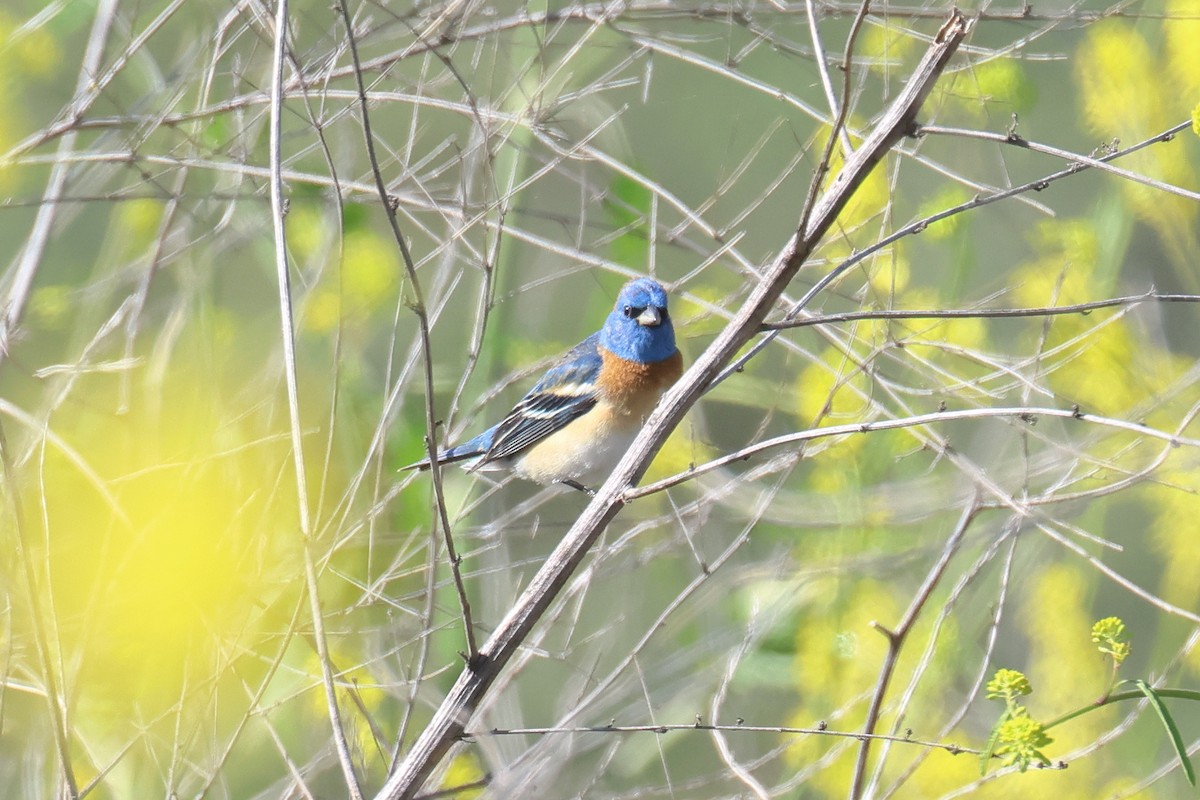 Lazuli Bunting - ML618171245