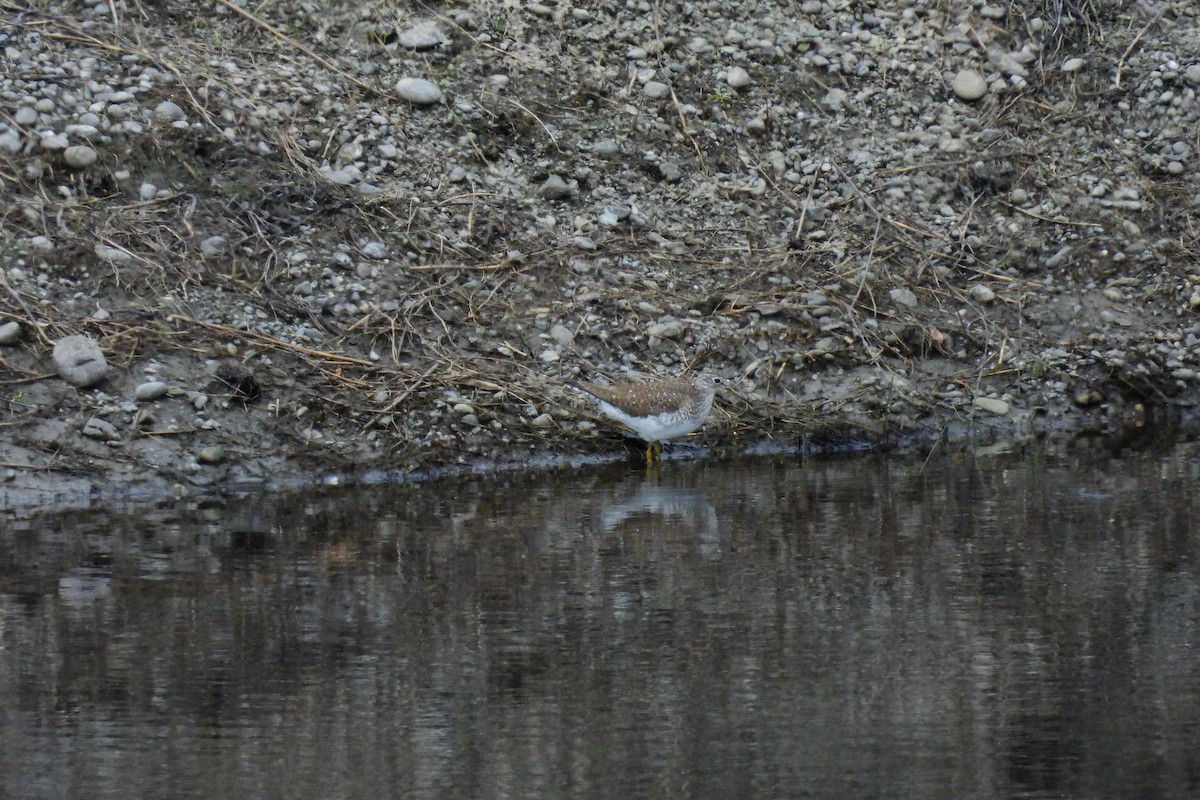 Solitary Sandpiper - ML618171247