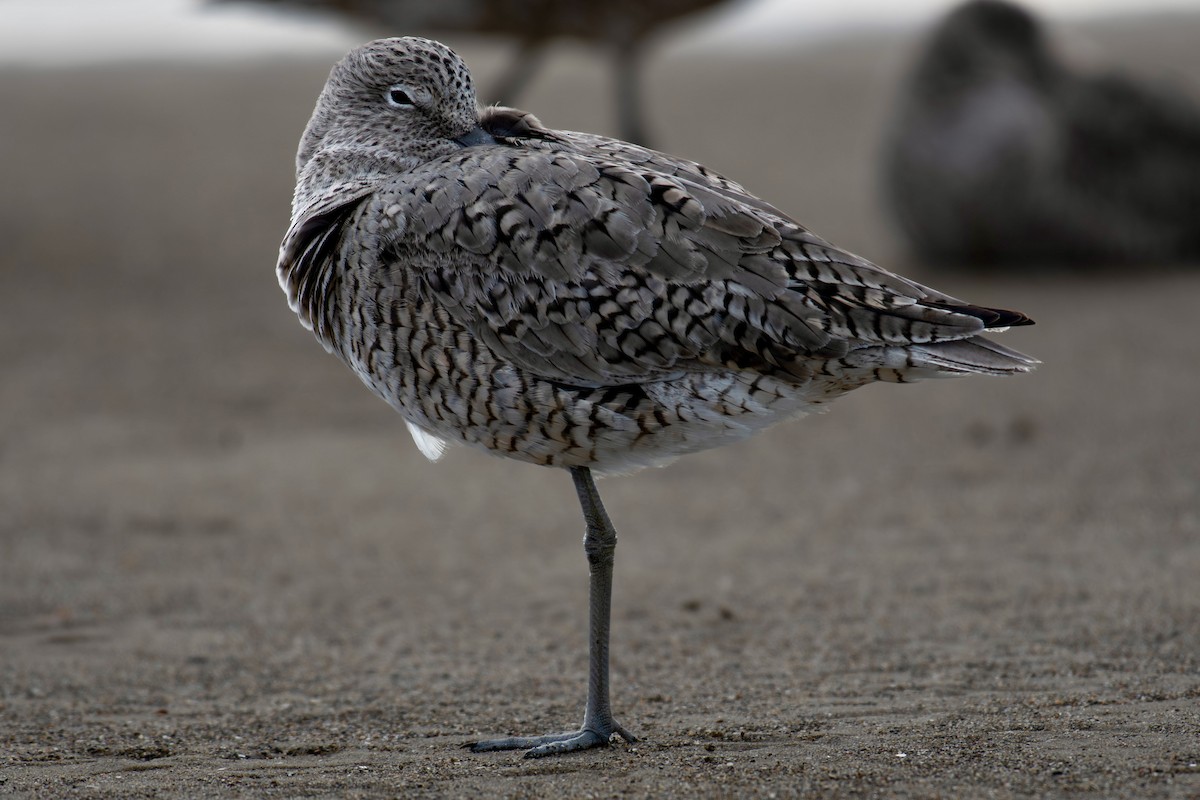 Willet - ML618171249