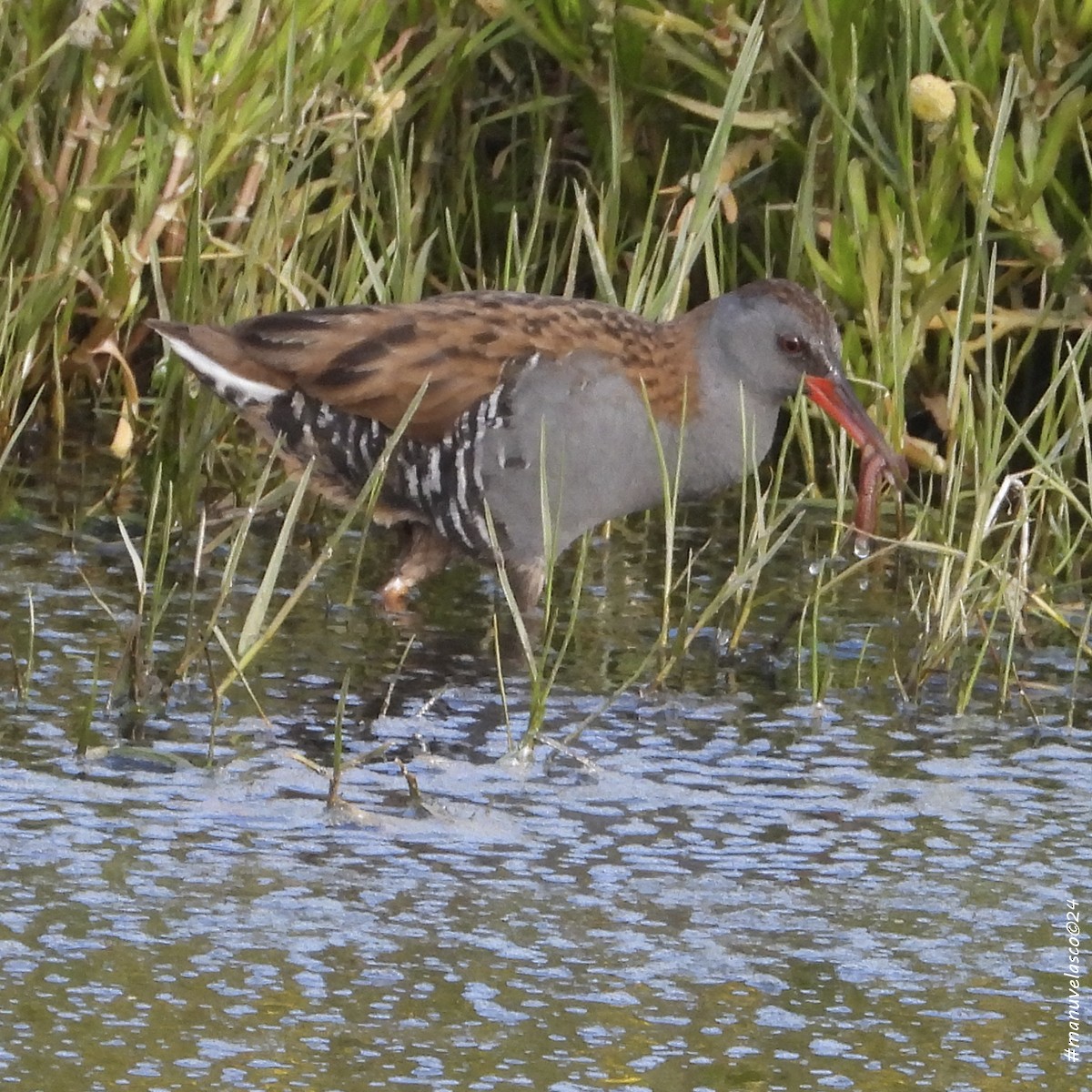 Water Rail - Manuel Velasco