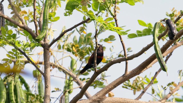 Chestnut Munia - ML618171282