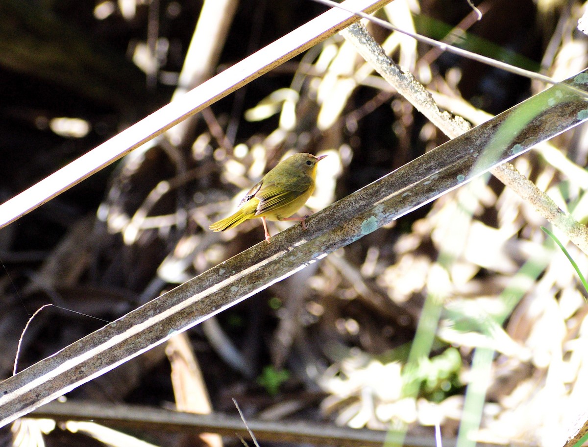 Common Yellowthroat - Vicki Bachner