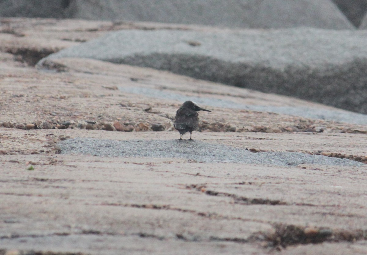 Black Noddy - Rohit Agarwal