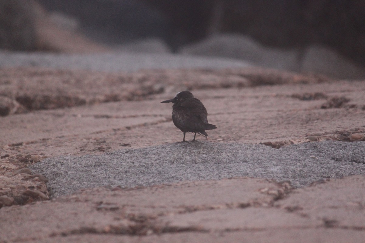 Black Noddy - Rohit Agarwal