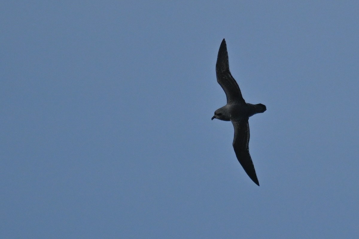 Kerguelen Petrel - ML618171350