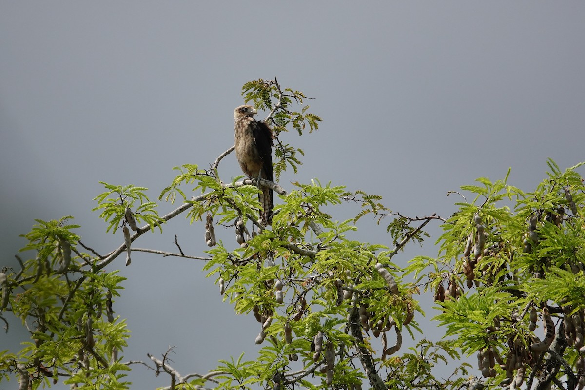 Yellow-headed Caracara - Betty Beckham