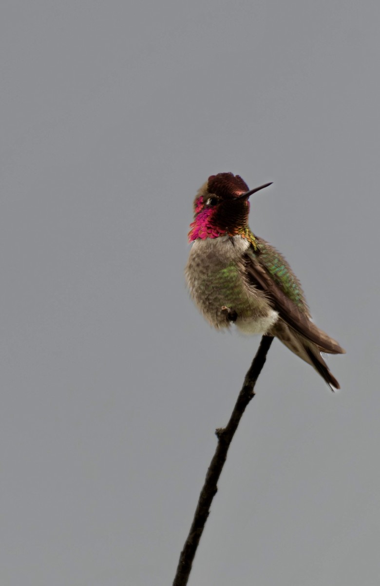 Anna's Hummingbird - ML618171364