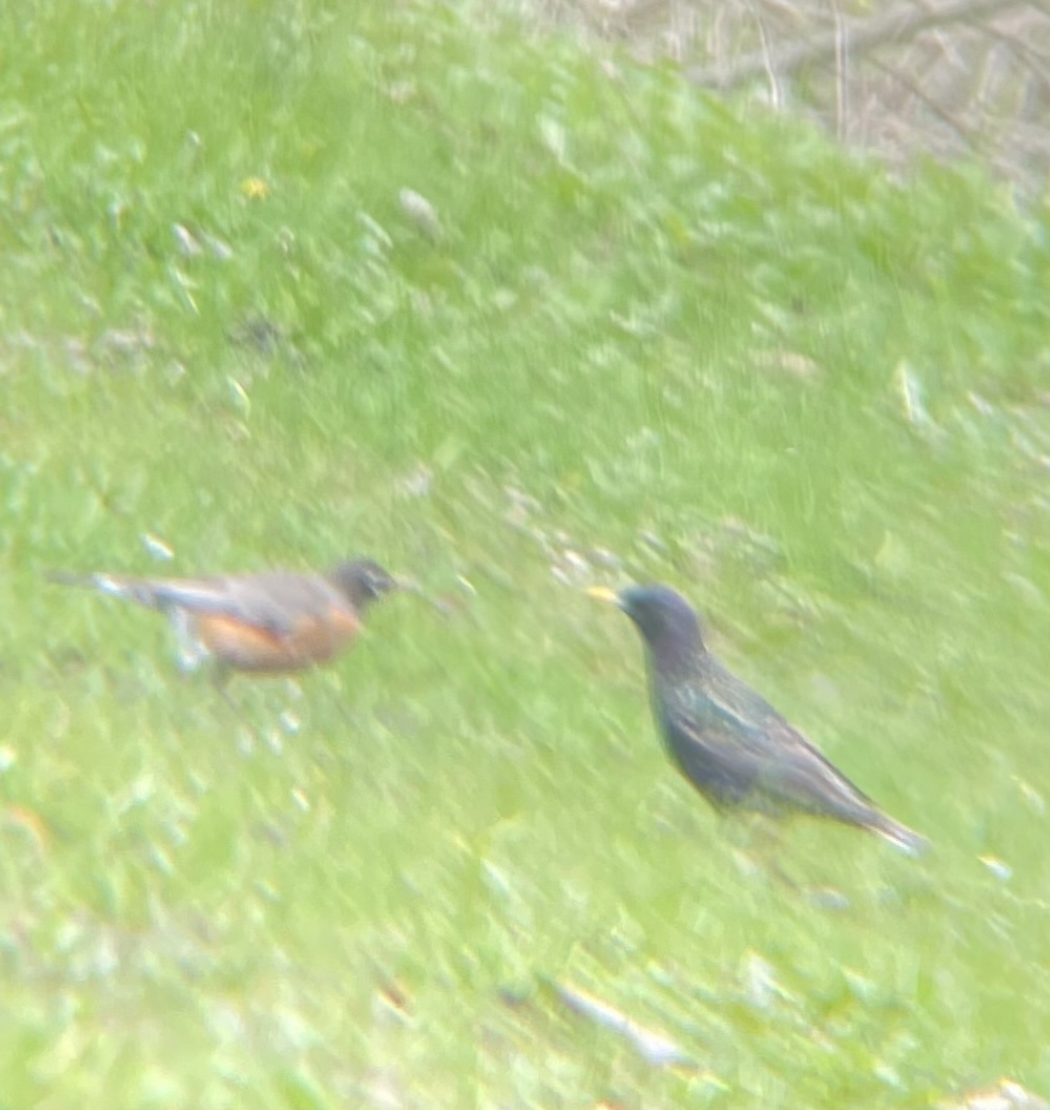 European Starling - Anonymous