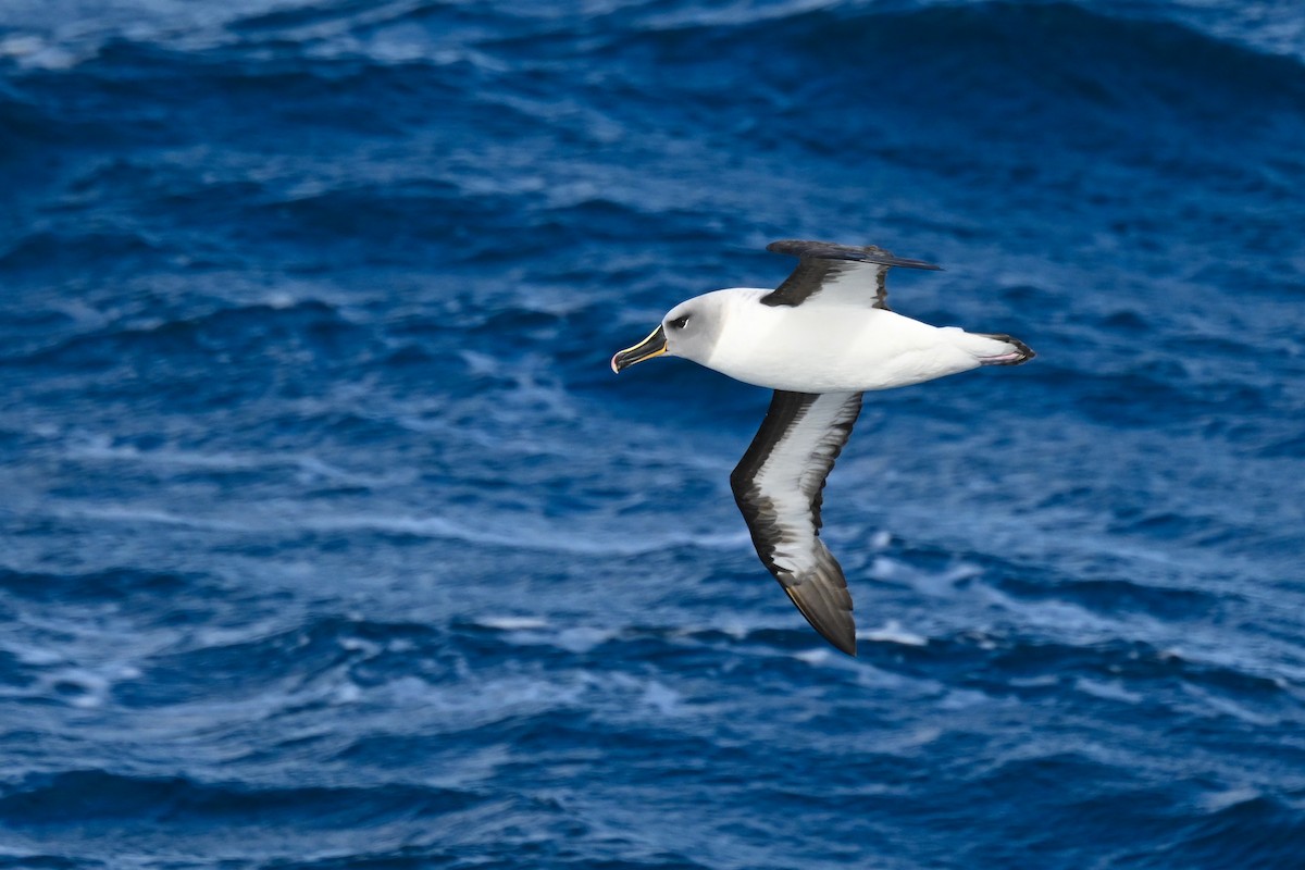 Gray-headed Albatross - Marcelina Poddaniec