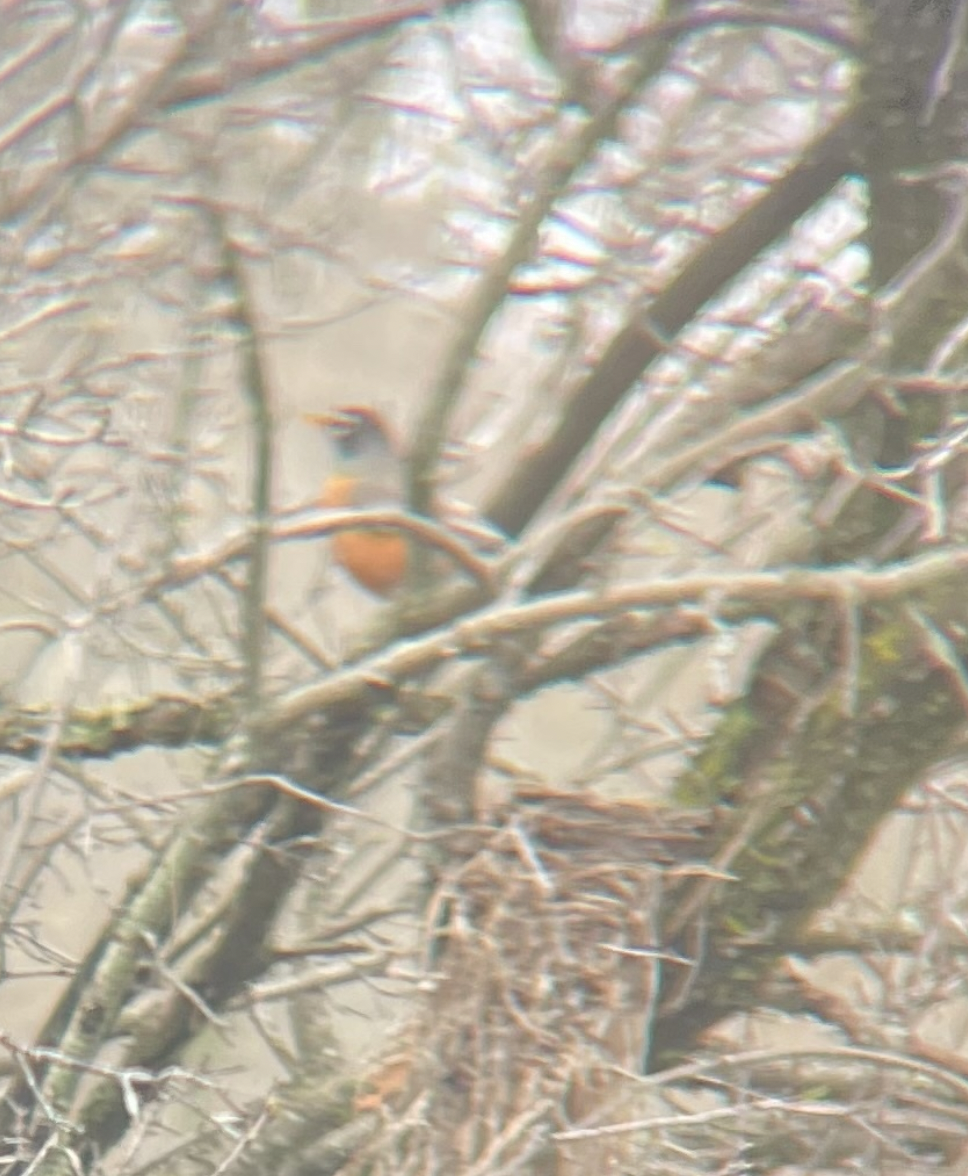 American Robin - Anonymous