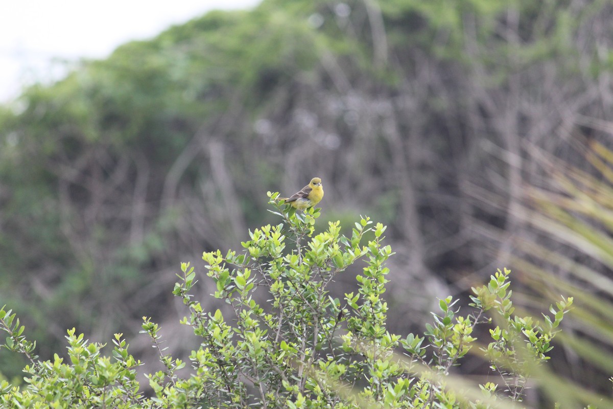 Baltimore Oriole - ML618171397