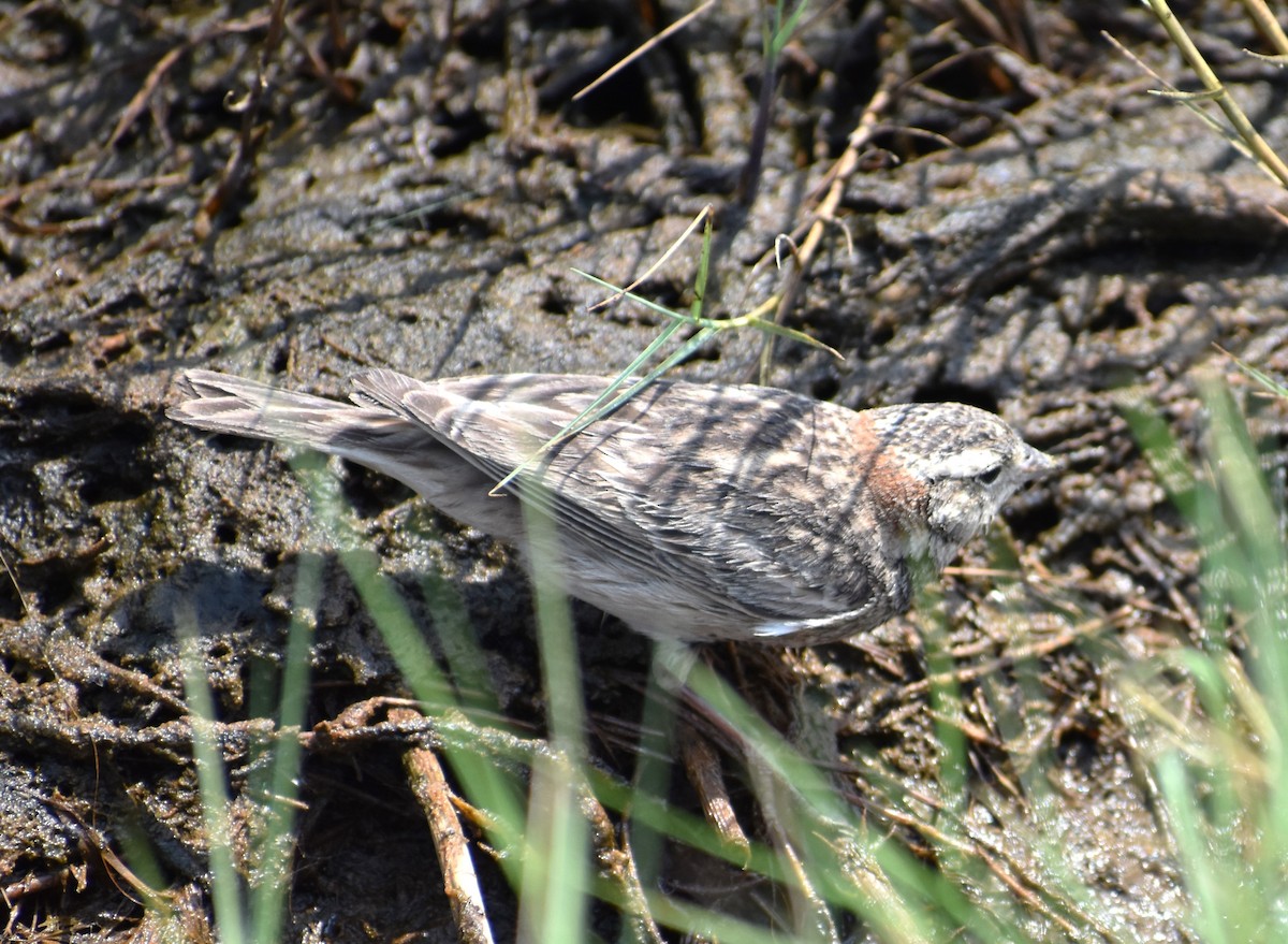 Chestnut-collared Longspur - ML618171398