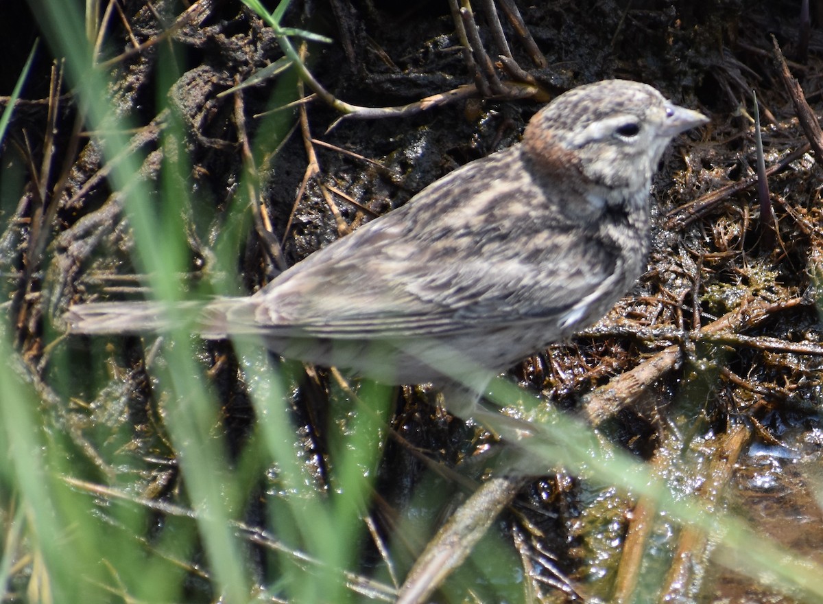 Chestnut-collared Longspur - ML618171433