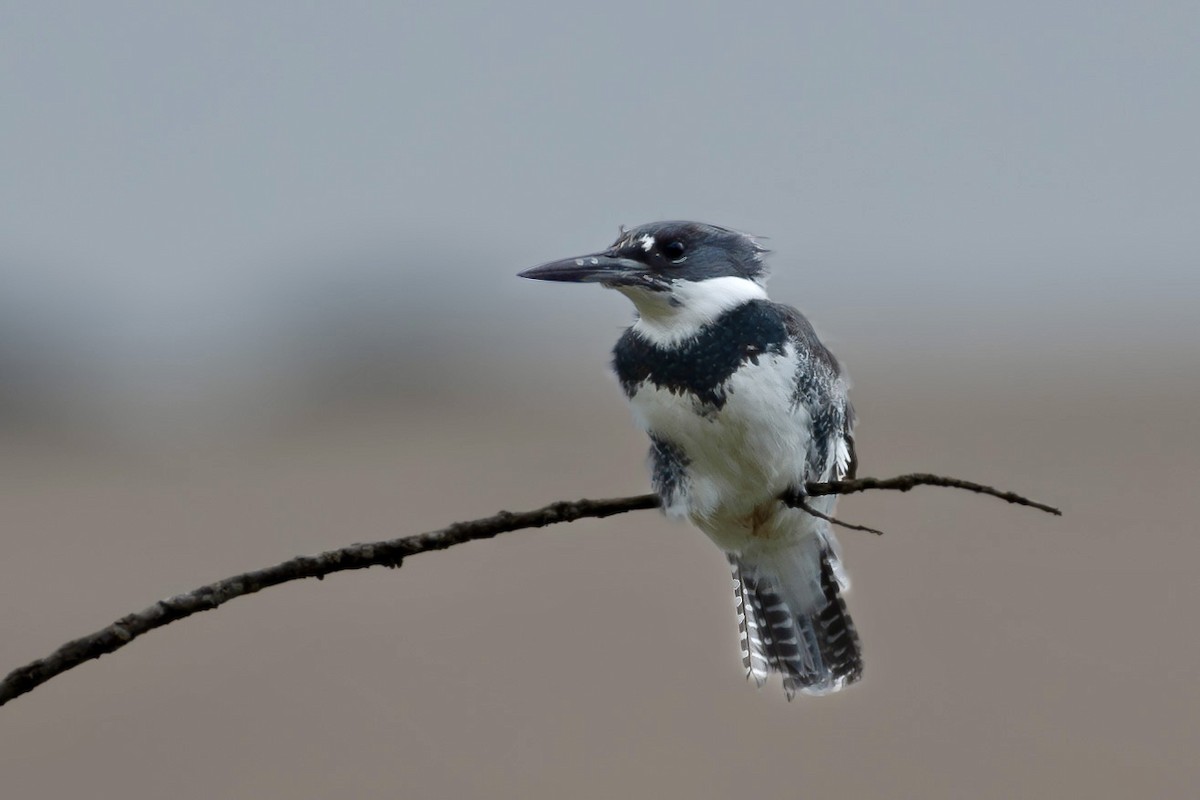 Belted Kingfisher - ML618171435