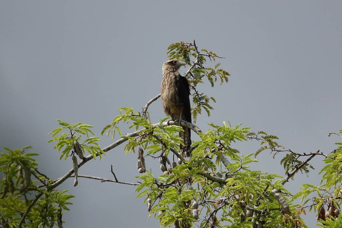 Yellow-headed Caracara - Betty Beckham