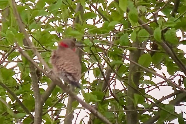 Northern Flicker (Yellow-shafted x Red-shafted) - ML618171440