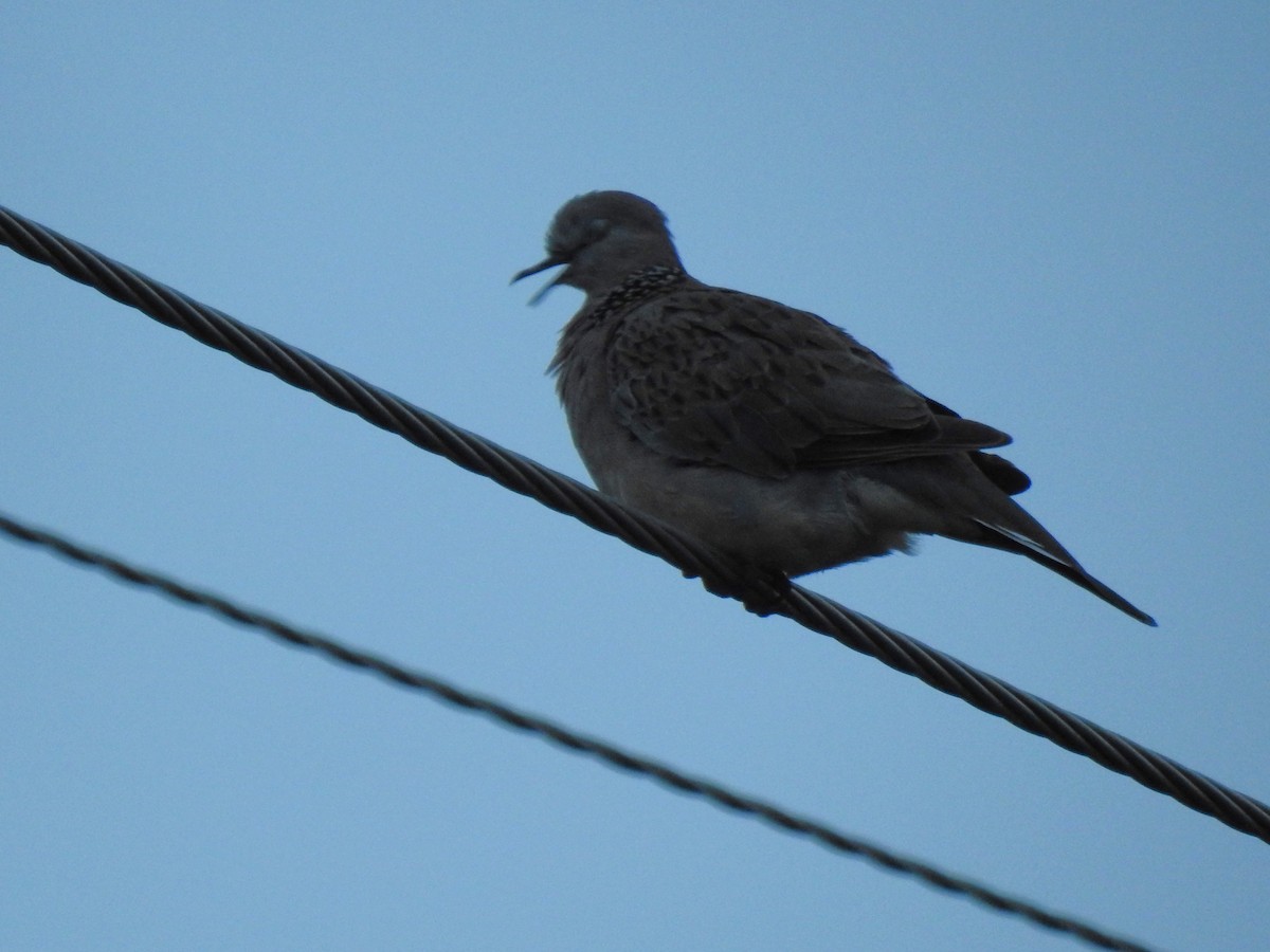 Spotted Dove - Monica Mesch