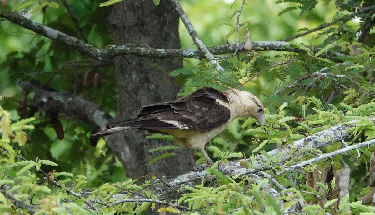 Yellow-headed Caracara - Betty Beckham