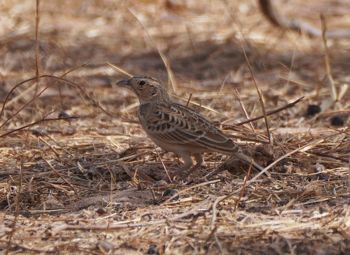 Singing Bushlark - ML618171491