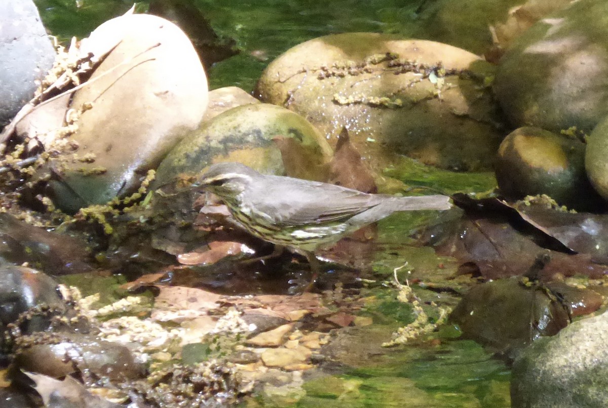 Northern Waterthrush - David Frazelle