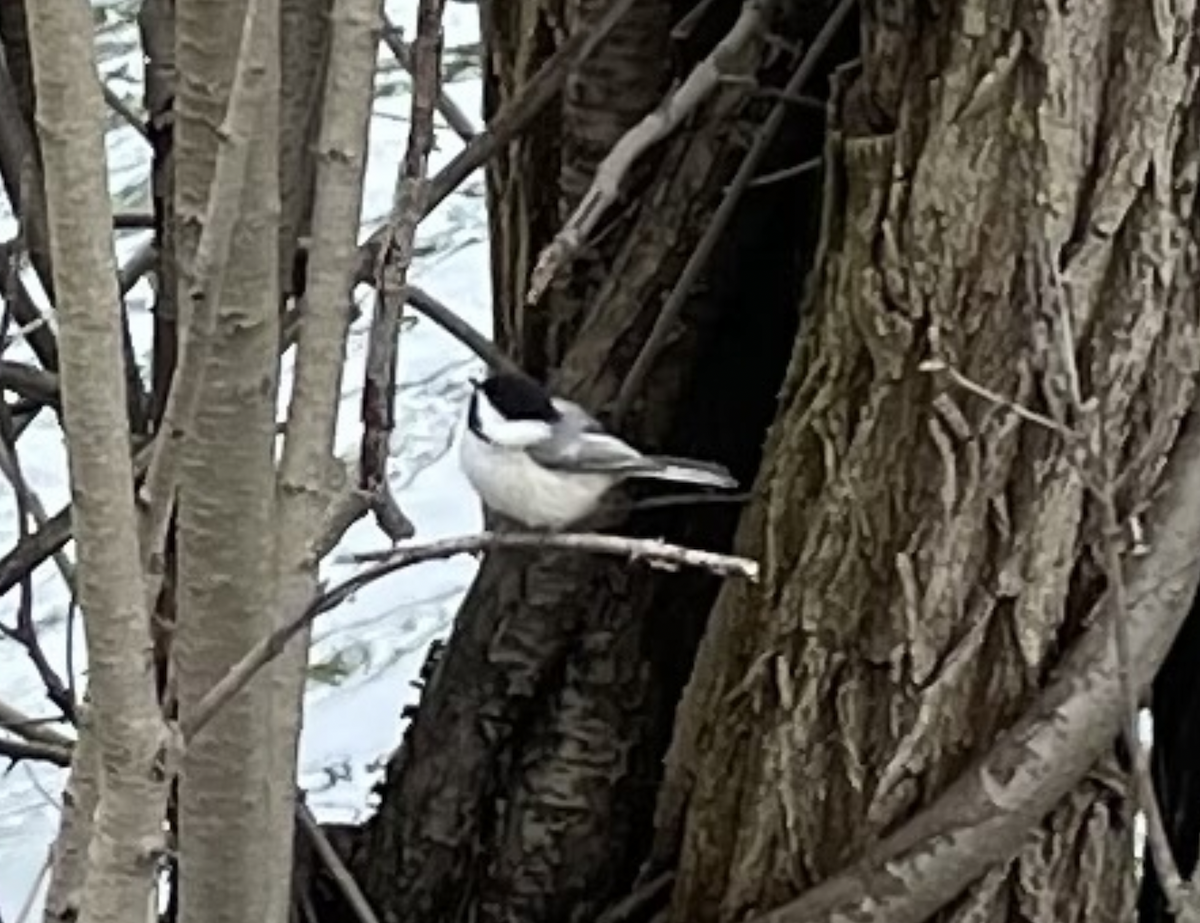 Black-capped Chickadee - Anonymous