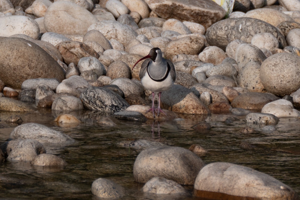 Bec-d'ibis tibétain - ML618171520